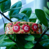 Hand-Embroidered Headband