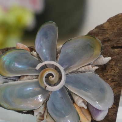 Sassafras wood paperweight CG06