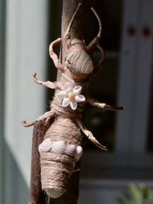 Kiến Nam Châm Rễ Tre