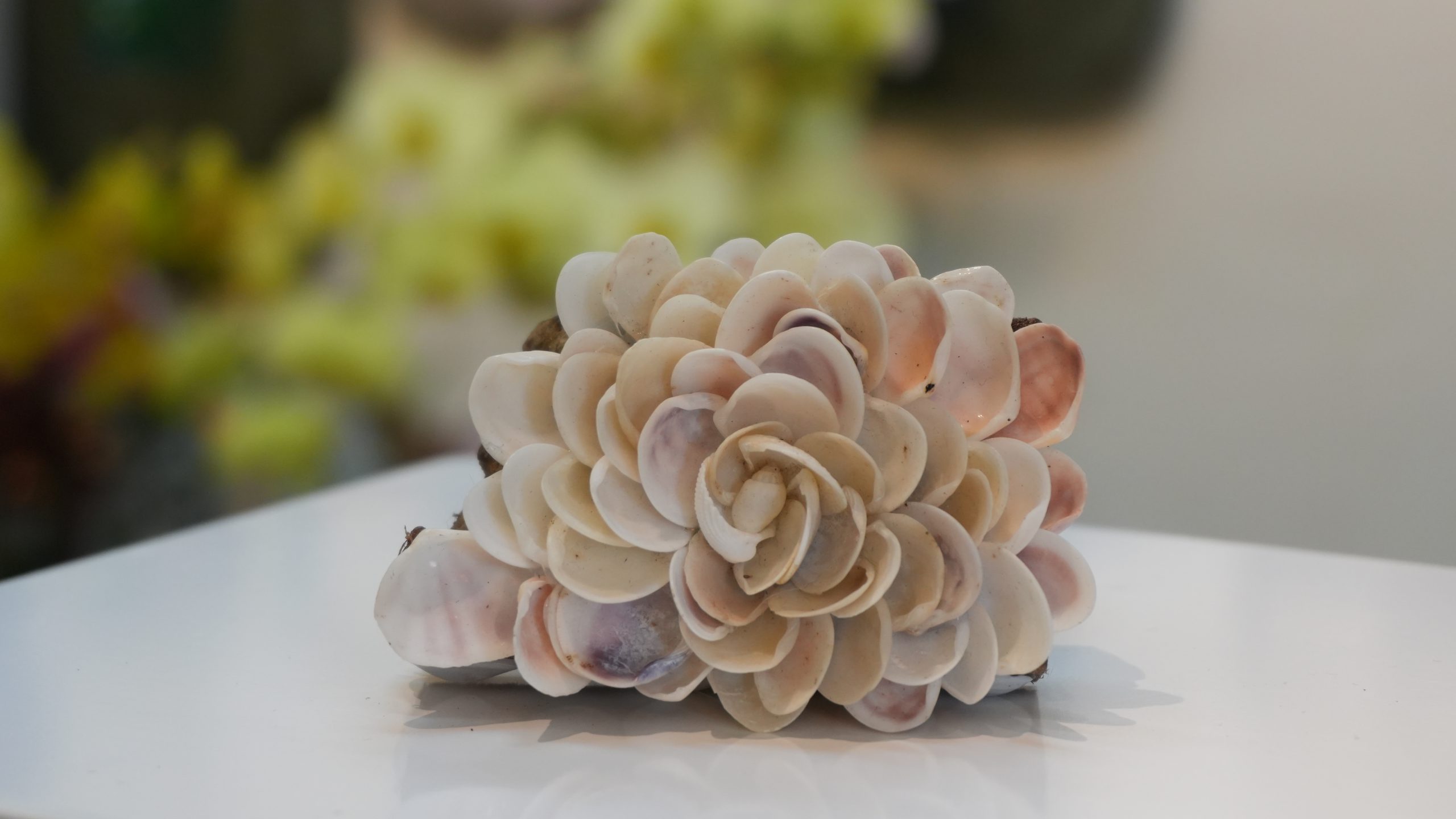 Sassafras wood paperweight CG05