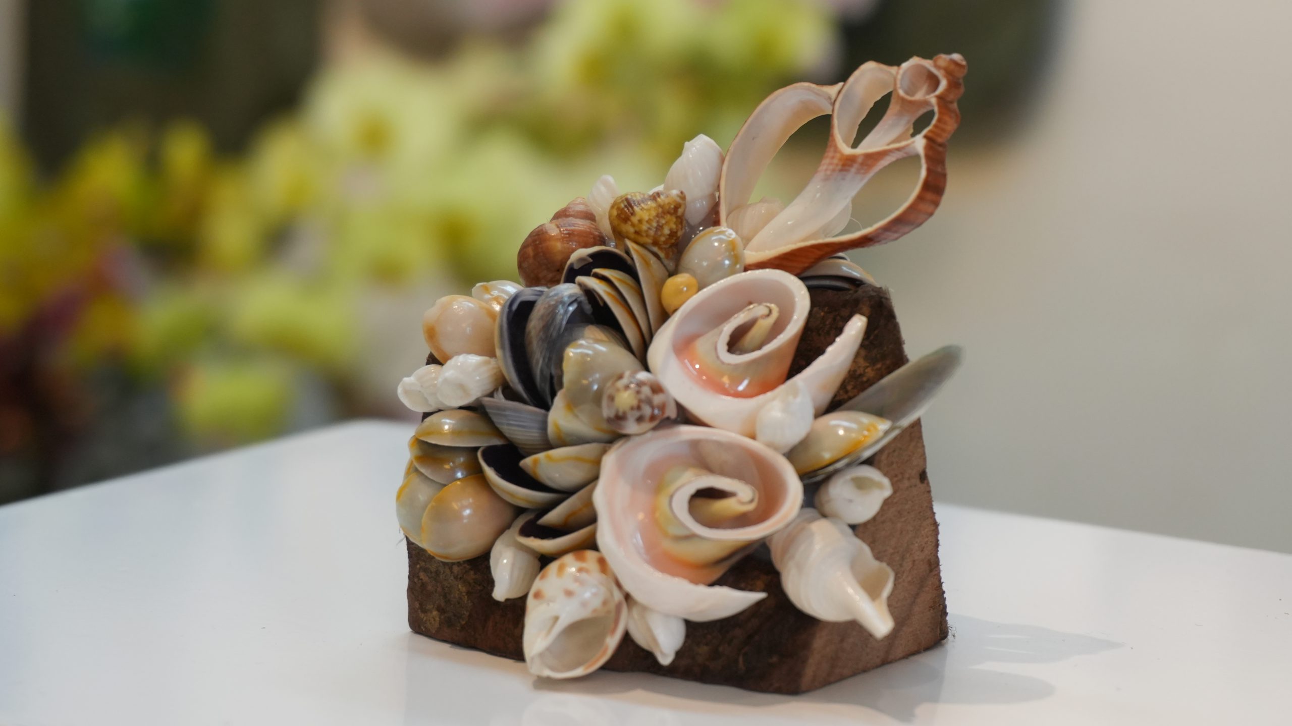 Sassafras wood paperweight CG07