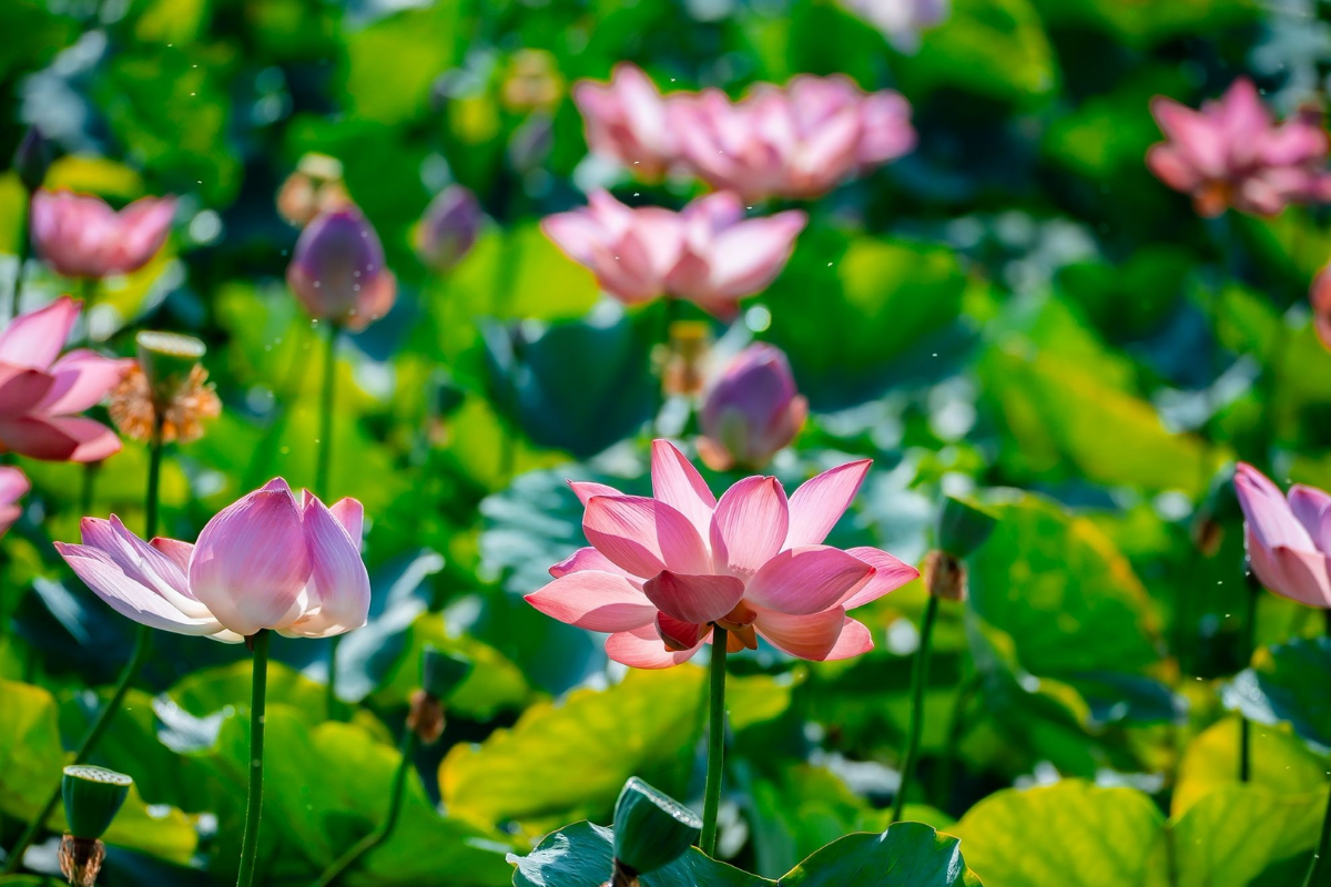 Vietnamese lotus souvenirs
